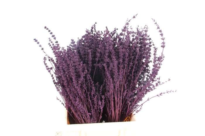 <h4>DF Lavender Bs Dark Lila</h4>