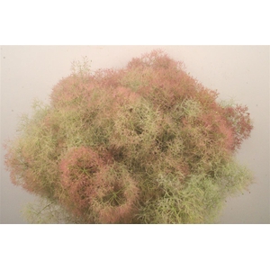 Coti C Youn L Decor