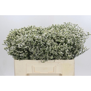 Limonium sinensis China White