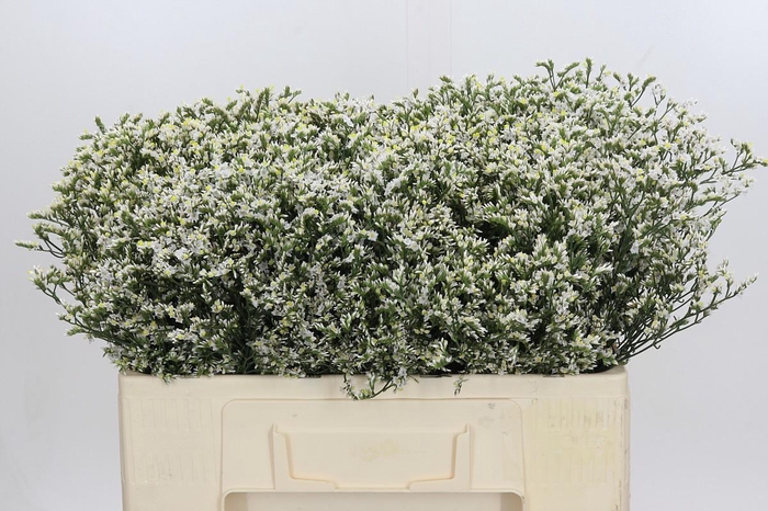 <h4>Limonium sinensis China White</h4>