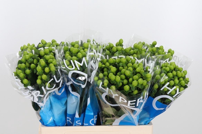 <h4>Hyp Coco Bamboo</h4>