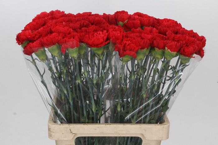 <h4>Dianthus St Gennaro</h4>