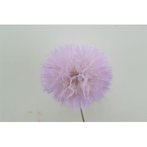 Pres Puste Flower Baby Satin Violet