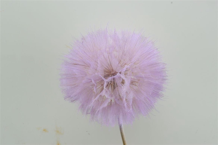 <h4>Pres Puste Flower Baby Satin Violet</h4>