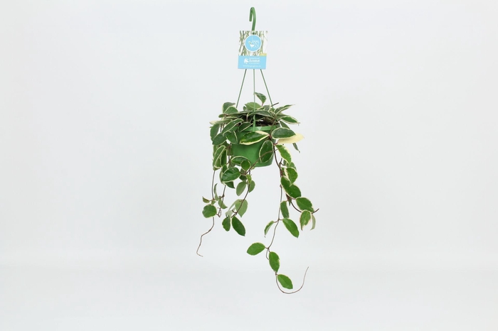 <h4>HangonGreen Hoya Carnosa Krimson Queen 14 cm</h4>