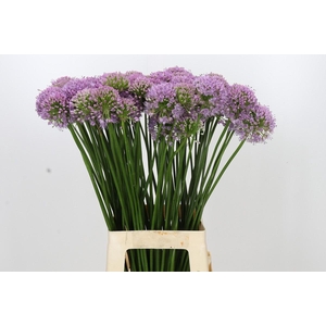 Allium Senescens
