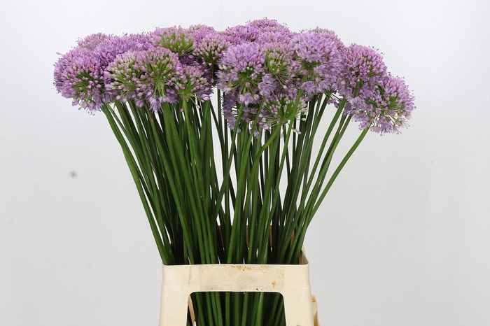 <h4>Allium Senescens</h4>