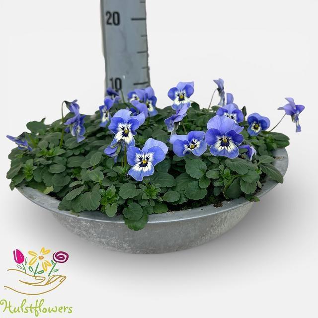 <h4>VIO CO EM MARINA</h4>