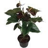 ANTHURIUM BAMBINO RED P09 VERMELHO