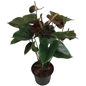 ANTHURIUM BLACK QUEEN P17 PREMIUM