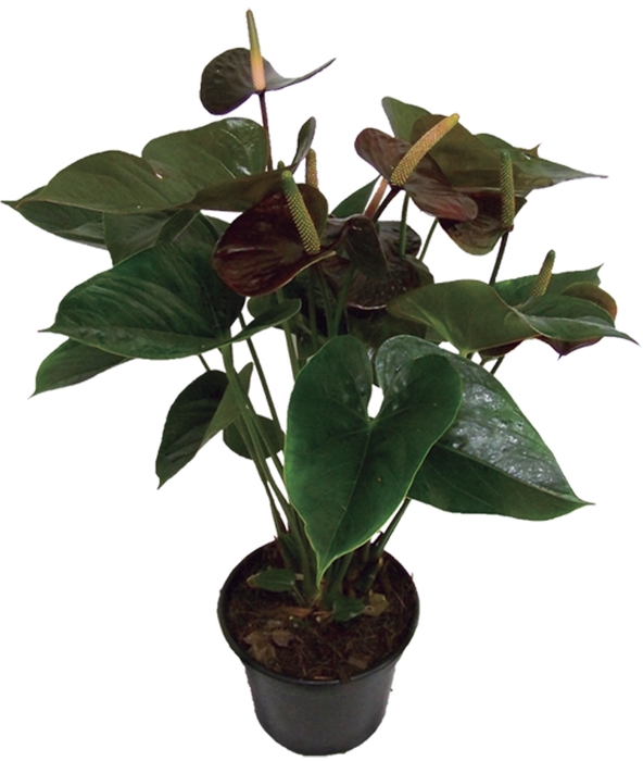 ANTHURIUM BAMBINO RED P09 VERMELHO