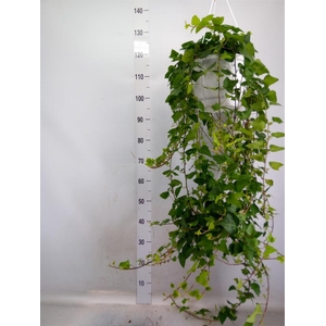 Hedera helix 'Mein Herz'