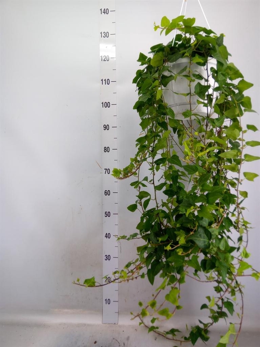 <h4>Hedera helix 'Mein Herz'</h4>