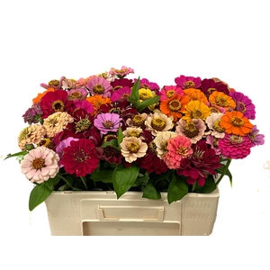 ZINNIA OV GEM