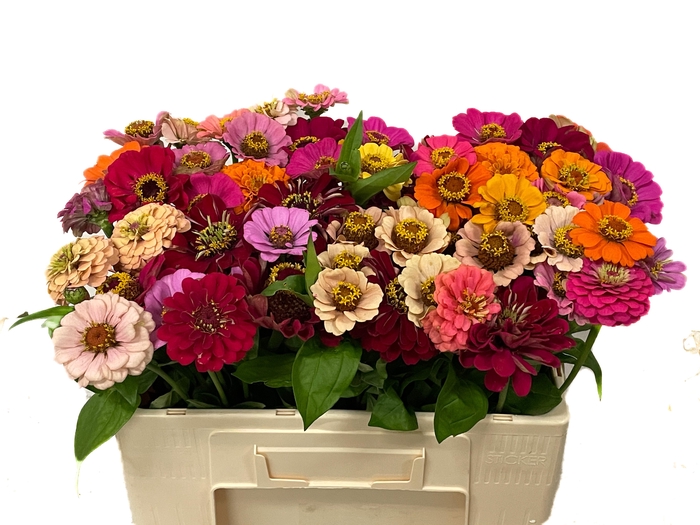 <h4>ZINNIA OV GEM</h4>
