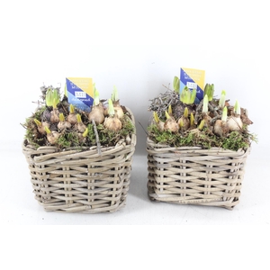 arr4 Bollenmix MB - Kubu 4kant 285/6