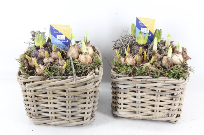 <h4>arr4 Bollenmix MB - Kubu 4kant 285/6</h4>