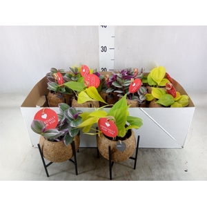 Planten Groen   ...mix  3