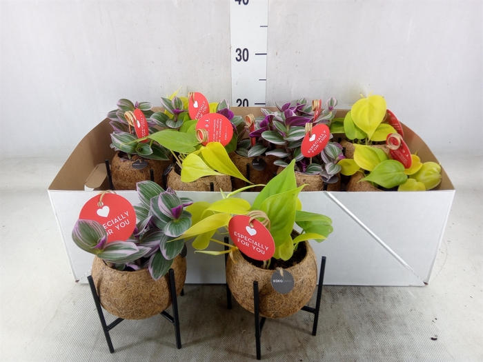 <h4>Planten Groen   ...mix  3</h4>