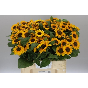 HELIANTHUS ANNUUS ?SONJA?