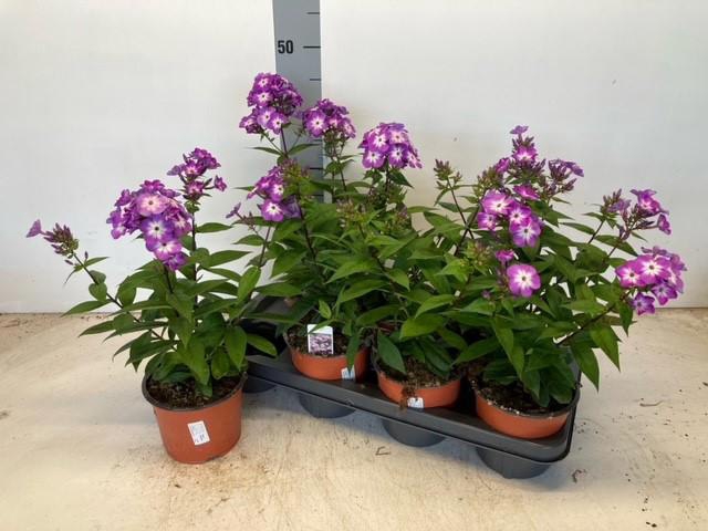 <h4>PHLOX P SW SU SURPRI</h4>