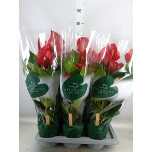 Anthurium andr. 'Melodia'