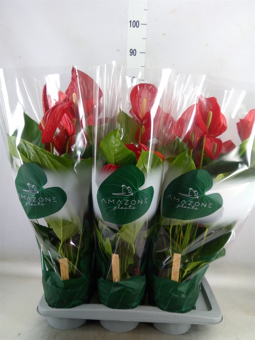 <h4>Anthurium andr. 'Melodia'</h4>