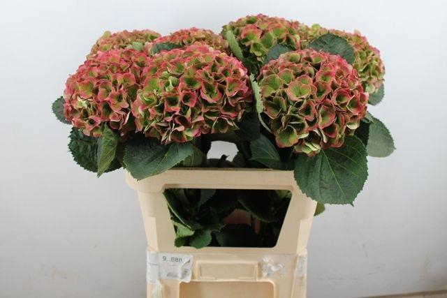 <h4>HYDR M MAG OPAL CL ROSE XL</h4>