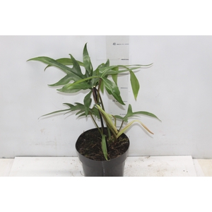 PHILODENDRON PEDATUM P17