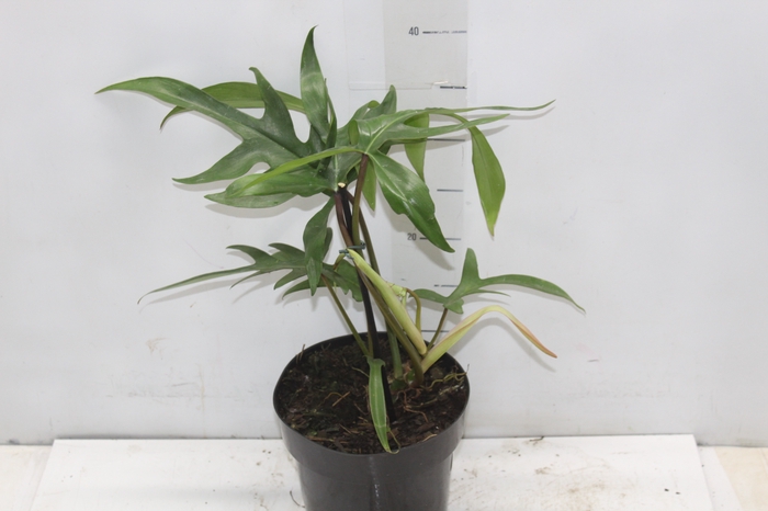 <h4>PHILODENDRON PEDATUM P17</h4>