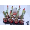 AMARYLLIS P14 VERMELHO MIN 2 HT