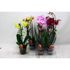 PHAL EL CASCADE