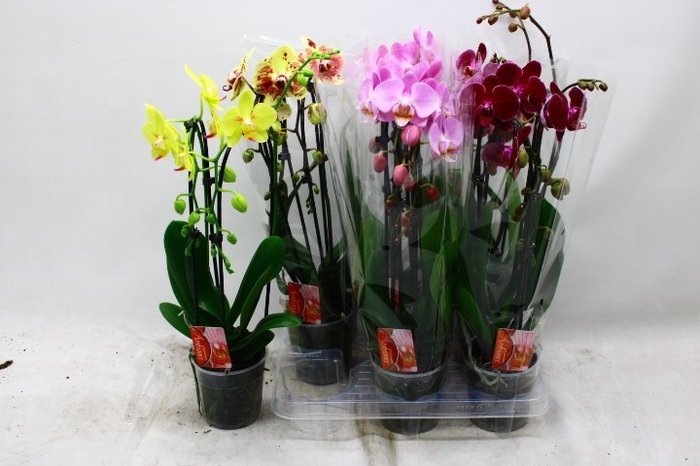 <h4>PHAL EL CASCADE</h4>