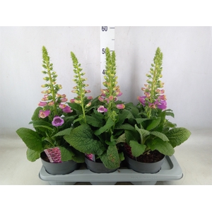 Digitalis   ...