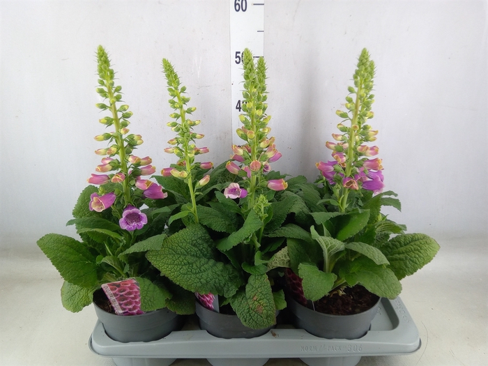 <h4>Digitalis   ...</h4>