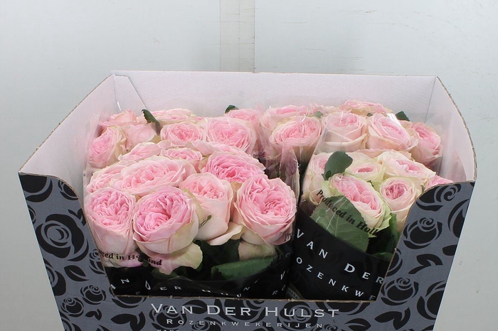 <h4>Rosa GR 'Ballerina Summerhouse'</h4>