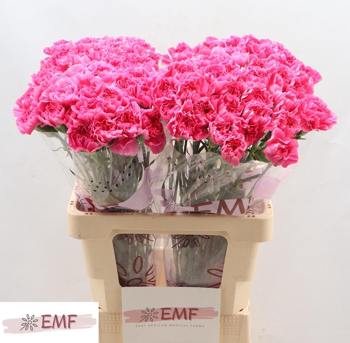 <h4>DI ST TONIC GOLEM</h4>