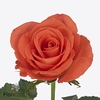 Rosa large mandarin