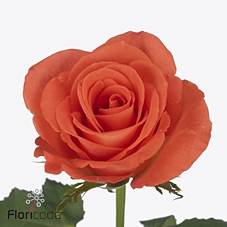 Rosa large mandarin