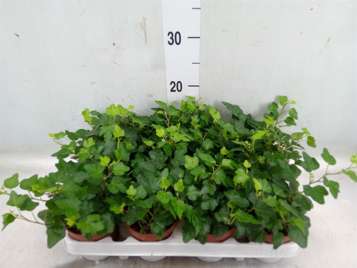 <h4>Hedera helix 'Wonder'</h4>