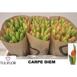 TU EN CARPE DIEM