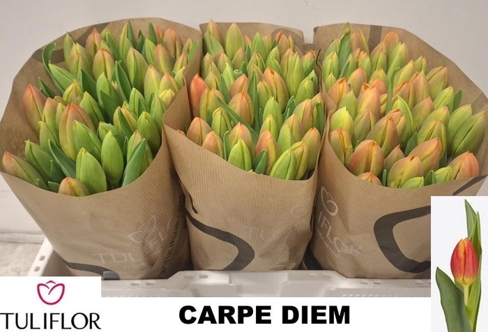 <h4>TU EN CARPE DIEM</h4>