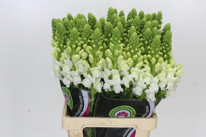 <h4>Antirrhinum Potomac White</h4>