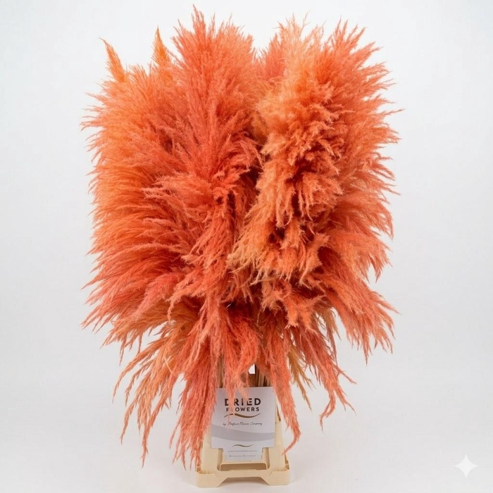 <h4>Dried Cortaderia Sacuara Coral</h4>
