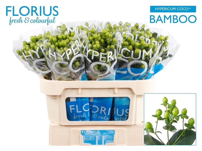 <h4>Hyp Coco Bamboo</h4>