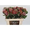 Banksia Coccinea