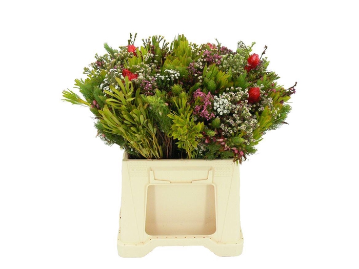 <h4>Protea Sfb</h4>