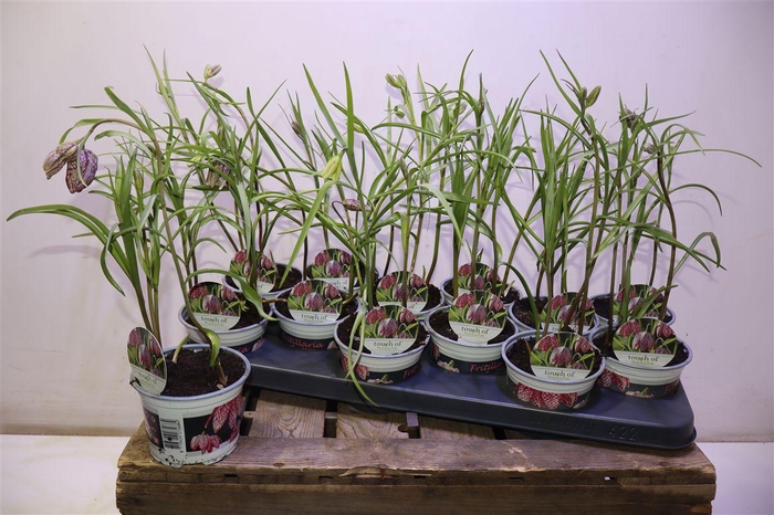 <h4>arr8 Frit Meleagris</h4>