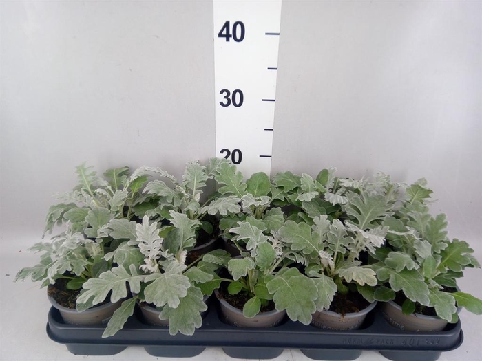 <h4>Jacobaea maritima</h4>