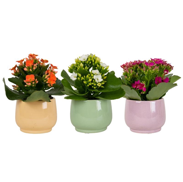 <h4>KALANCHOE BLOSSFELDIANA P6</h4>